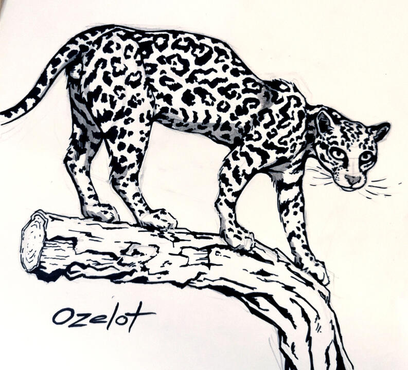 Ozelot