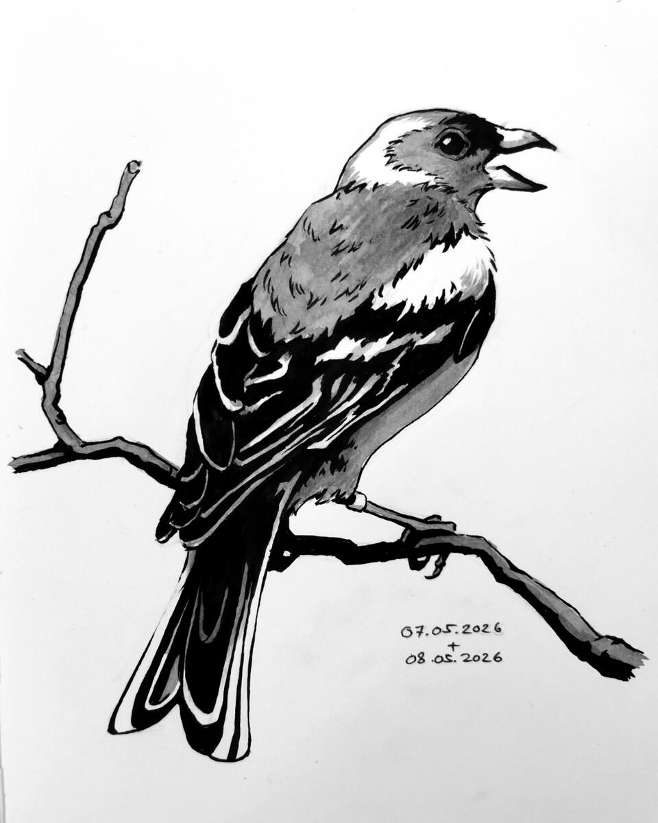 Bird in ink Bird in ink
