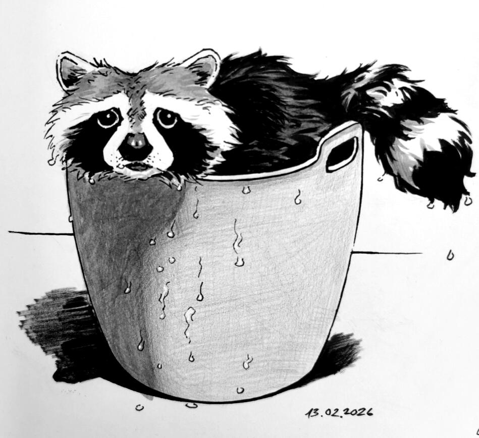 Raccoon in ink