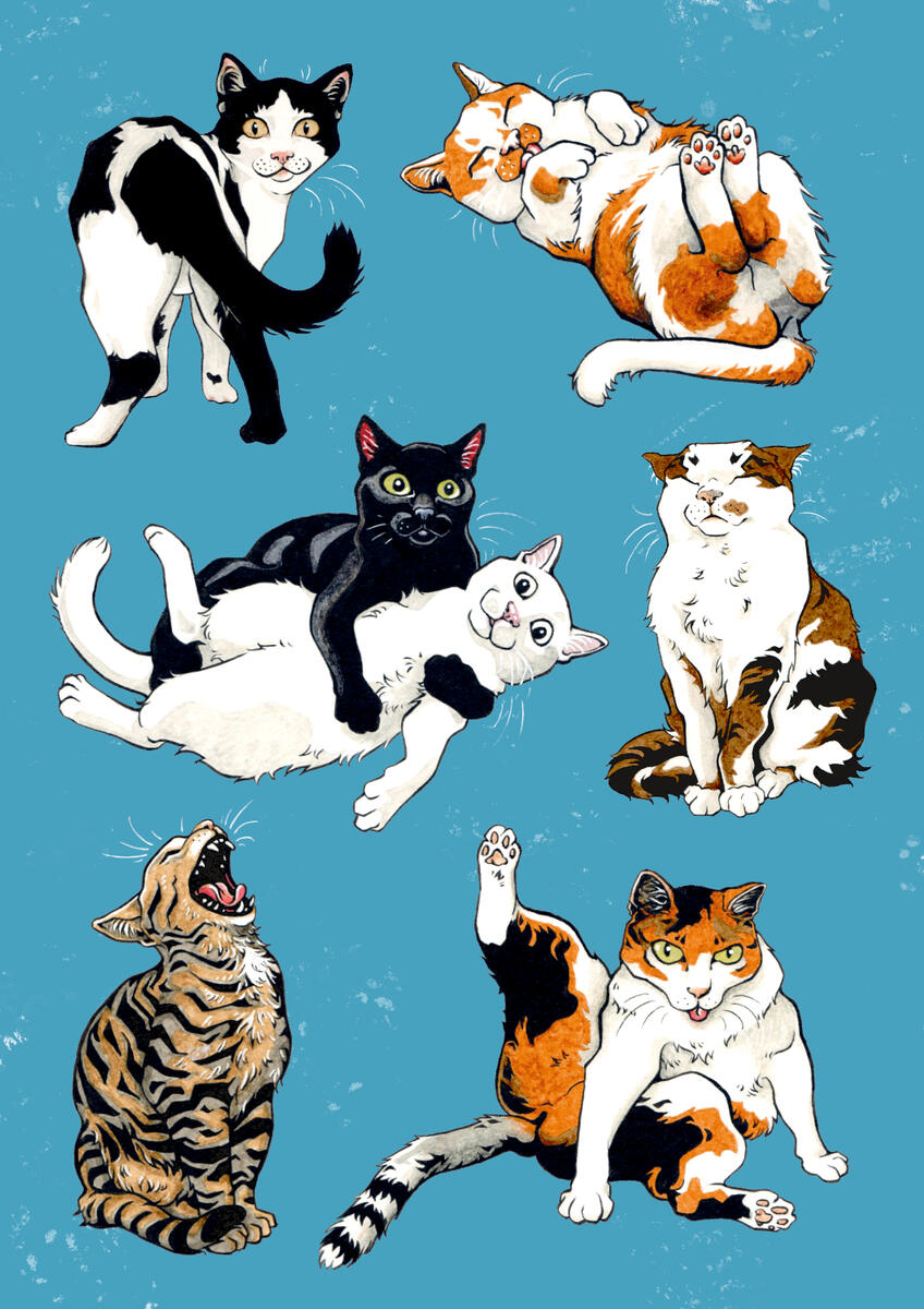 Cat poster Cat poster